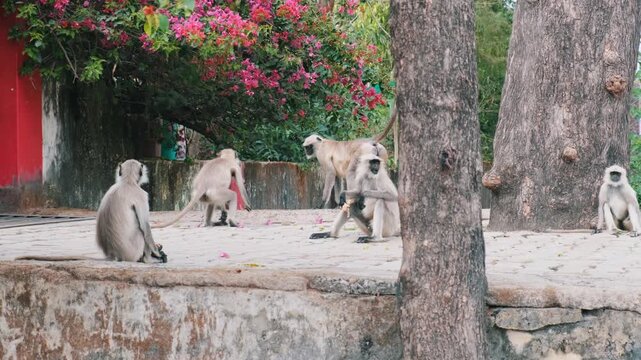 A troop of langur monkeys resting on a stone platform near trees and flowering bushes