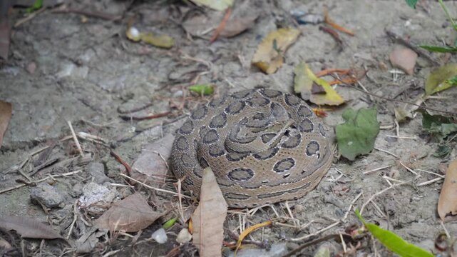 Russell's Viper Angry Threatened Hissing Loud Sound Snake Behavior