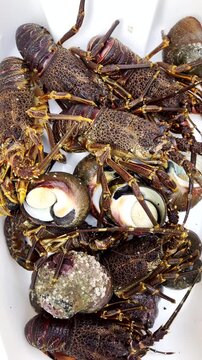 Freshly caught crayfish (rock lobster) and giant periwinkle. Vertical