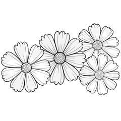 white daisy on white background