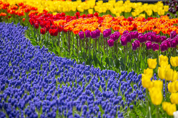 Multicolored Tulip Rows and Blue Muscari in Keukenhof Garden