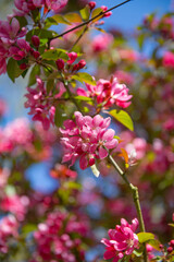 Obraz premium Vibrant Pink Crabapple Tree Blossoms Against Blue Sky