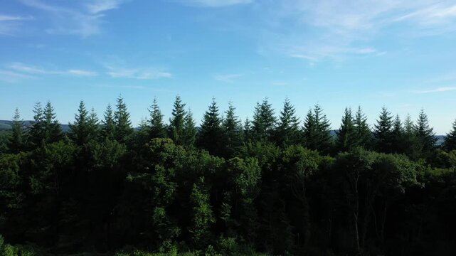 Wide view of dense pine forest under a clear blue sky in the Morvan countryside, France. Rolling hills stretch into the distance, creating a tranquil natural scene.