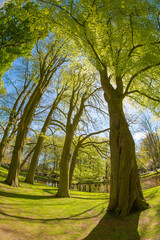 Obraz premium Fisheye View of Sunlit Beech Trees by the Pond in Spring Park