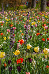 Obraz premium Botanical Garden Vista with Persian Lilies and Floral Abundance