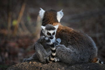 Ring-tailed Lemur (Lemur catta) Juvenile Close-Up with Adult in Background © PetrDolejsek