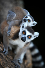 Close-Up Portrait of Ring-tailed Lemur (Lemur catta) Mother with Baby on Back Looking at Camera © PetrDolejsek