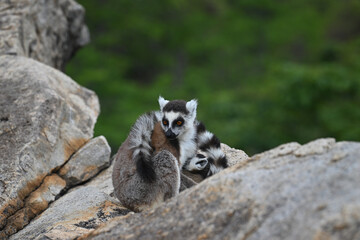 Protective Mother Ring-tailed Lemur Wrapping Tail Around Baby on Rocky Cliff
