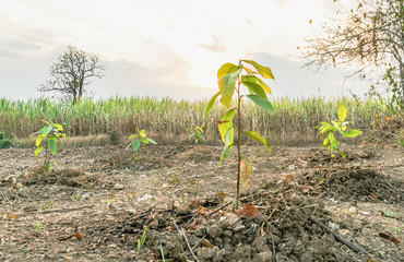 small trees, fresh green, natural planting concept.