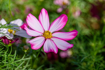 Obraz premium Cosmos flowers bright with the soft natural background are fresh and beautiful.