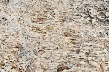 Extreme close-up of weathered coastal rock with intricate erosion patterns, holes, and organic textures. A natural abstract background of ancient porous limestone or sandstone.