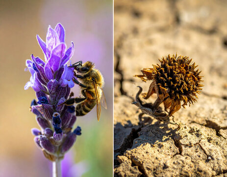 Honey bee on purple flower contrasted with dead dry plant macro concept