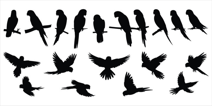 Collection of Silhouetted Parrots Perched and Flying on White Background bird birds