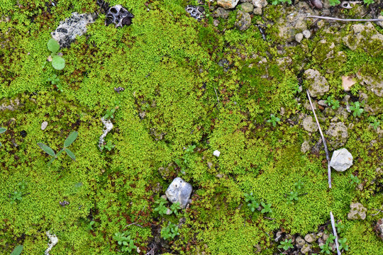 High-angle macro view of vibrant green moss growing on rocky soil. Natural texture of bryophytes and small pebbles in a forest floor or garden setting.