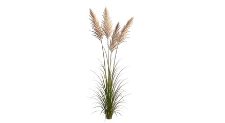 Tall decorative grass with feathery tops and green leaves