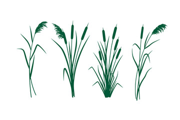 Fototapeta premium Reed and cattail plant vector illustration set, natural wetland grasses in a clean flat silhouette style, Botanical marsh plants isolated on a white background