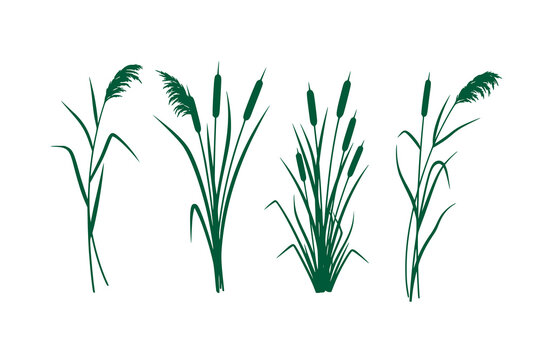 Reed and cattail plant vector illustration set, natural wetland grasses in a clean flat silhouette style, Botanical marsh plants isolated on a white background