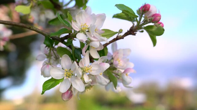 Apple tree blossom close-up. Apple tree branch, white apple flower on natural colorful background.	