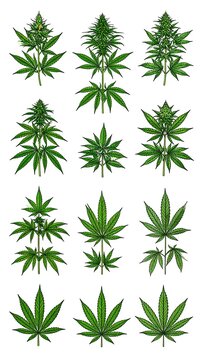 A collection of green cannabis leaves on a white background (1)