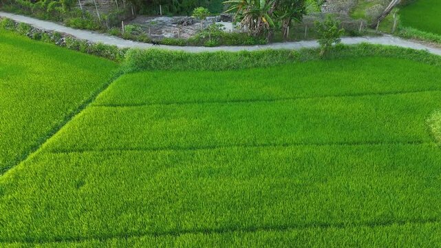 Emerald Rice Fields of Hoi An
