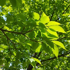 Bright sunlight illuminates lush green foliage on tree branches against a bright sky.
