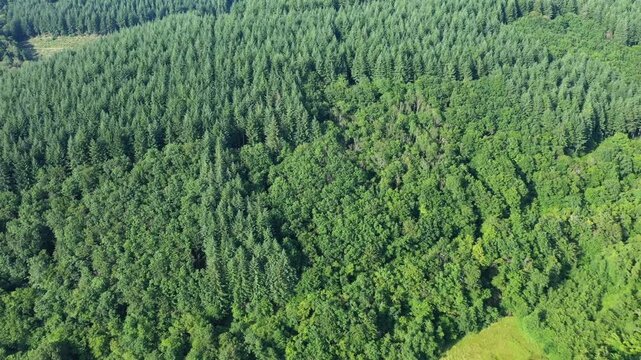 Drone shot of dense green forest canopy in the Morvan countryside, showcasing a mix of coniferous and deciduous trees in summer.