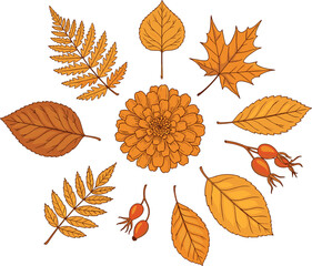 Obraz premium Autumn botanical illustration with orange flower, colorful leaves, and red berries arranged in circular seasonal design for nature art