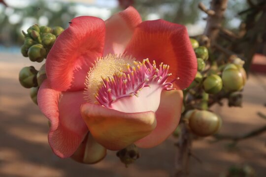 Beautiful Cannon ball tree flower and buds or shiva Linga Tree flower and buds 