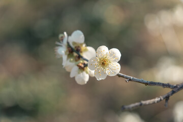 White plum blossom with blurred natural background