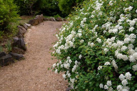 Blooming white spirea in a landscape park. Decorative shrubs.