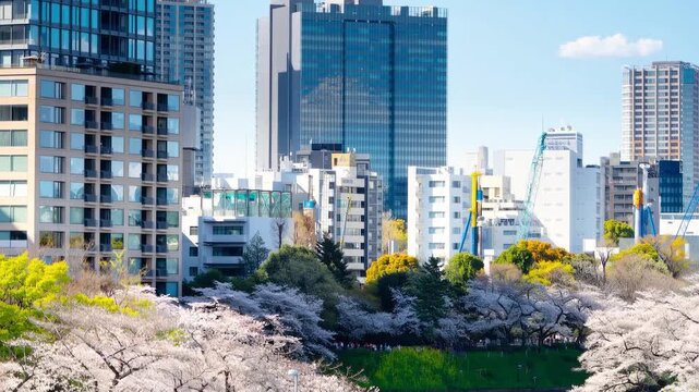 春の東京千鳥ヶ淵・ドローン撮影イメージ