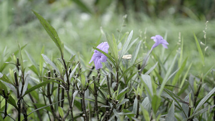 Obraz premium Mexican petunia (Ruellia simplex), a hardy perennial known for its trumpet-shaped purple flowers,