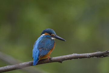 Obraz premium Kingfisher Perched on Branch with Vivid Blue and Orange Plumage