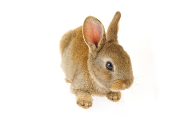Obraz premium grey rabbit on a white background