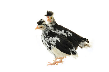Obraz premium Chicken, chicken wing on a white background