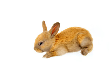 Obraz premium The rabbit in a white background