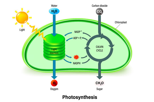 Photosynthesis. Light reaction and Calvin cycle. Process of photosynthesis in plant.