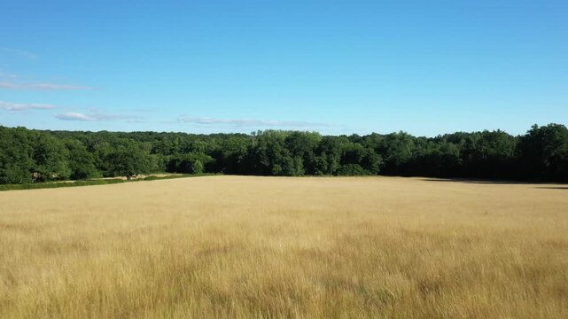 Wide view of a golden grassy field bordered by dense green forest under a clear blue sky in the Morvan countryside, France.