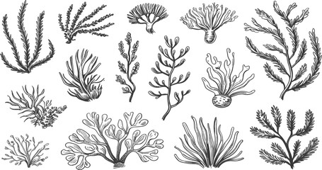 Hand-Drawn Sketch of Various Types of Seaweed and Algae vector untitled © Alifa