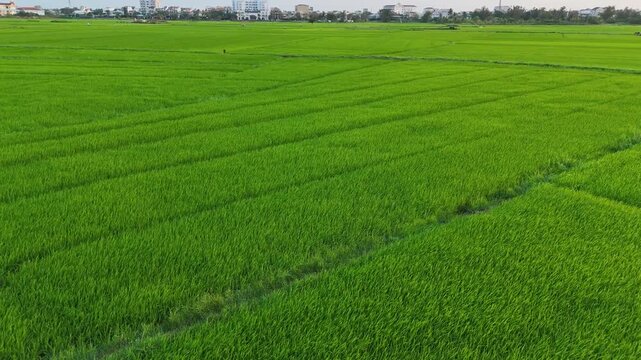 Emerald Rice Fields of Hoi An
