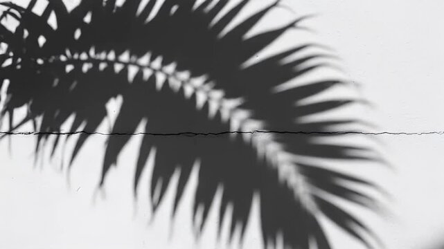 Palm tree leaf shadow on wall.