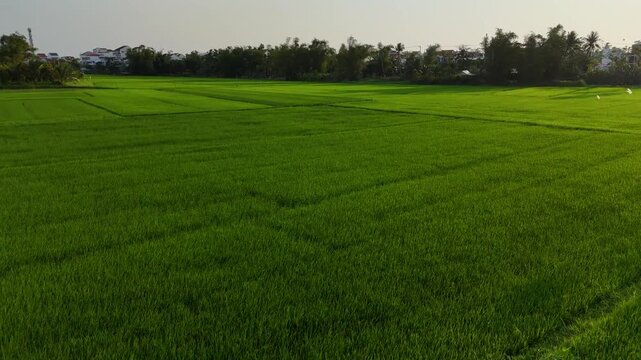Emerald Rice Fields of Hoi An