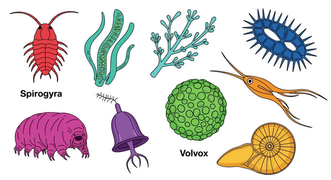 Colorful Collection of Microscopic Organisms and Aquatic Creatures