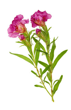 clarkia flower isolated on white background.