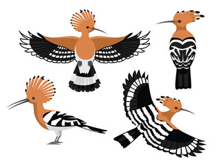 Bird Common Hoopoe Various Poses Cartoon Vector Character © bullet_chained