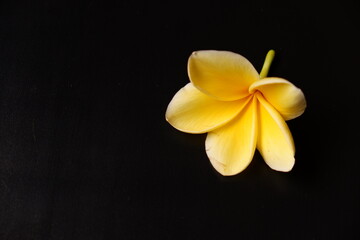 Fototapeta premium Single yellow frangipani (plumeria) flower isolated on black background, minimalist floral concept with copy space, dramatic lighting, tropical bloom.