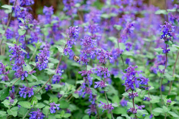 Blooming purple mint, Nepeta Cataria, in summer garden	