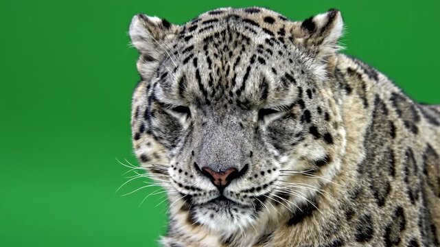 Close-up portrait of a majestic snow leopard with its eyes partially closed, against a vibrant green background.