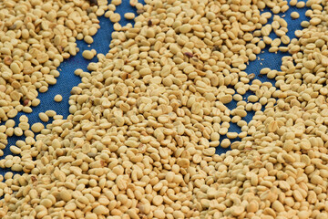 Close up of coffee beans drying in the sun
