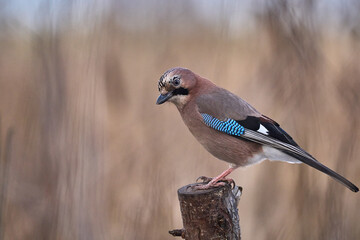 Sójka, ptak o beżowobrązowym upierzeniu z rodziny krukowatych, zamieszkuje Euroazję i północno-zachodnią Afrykę © Zbigniew